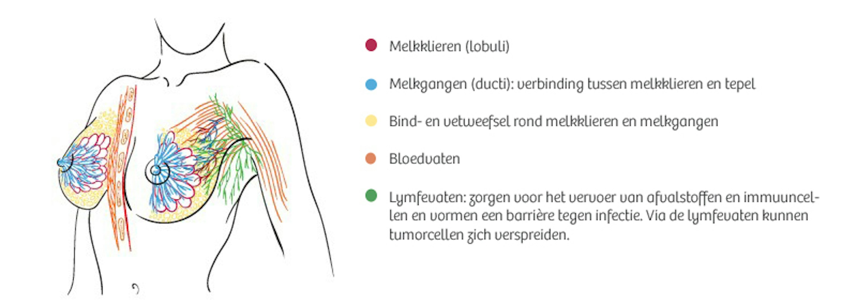 Borstkliniek_Anatomie borst